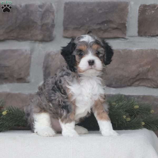 Zade, Cavapoo Puppy